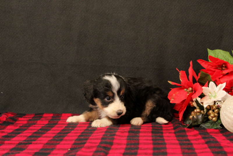 puppy, for, sale, Mini Bernadoodle F2, Matthew B. Stoltzfus, dog, breeder, Gap, PA, dog-breeder, puppy-for-sale, forsale, nearby, find, puppyfind, locator, puppylocator, aca